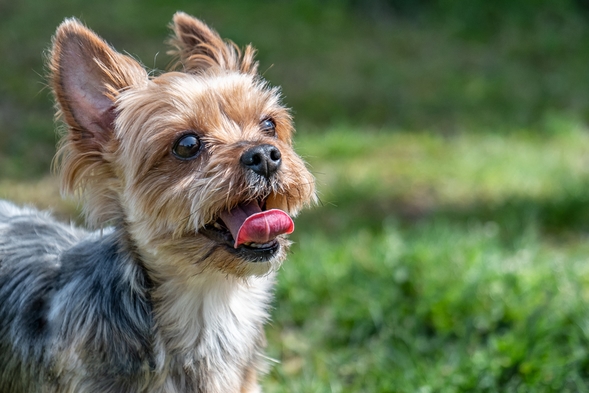 【愛犬1匹無料×直前割】思い立ったが吉日！お得にふらっと宿泊ワンコ旅＜素泊まり＞